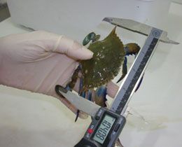 Siri azul é monitorado para saber se sofrerá contaminação 